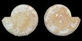 Cut & Polished Ammonite (Perisphinctes) Fossil #53859-1